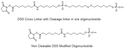 Bio-Synthesis Inc. Oligo Structure